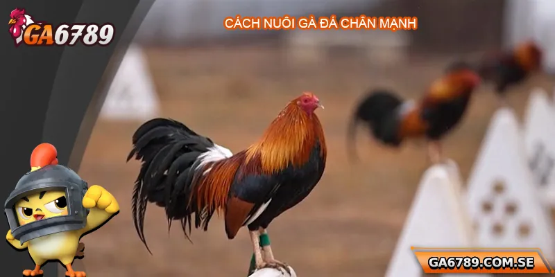 Cách Nuôi Gà Đá Chân Mạnh Chuẩn Để Chiến Thắng Mọi Trận Đấu