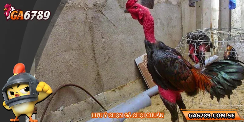 Cách Phân Biệt Gà Chọi Chuẩn Để Chọn Được Chiến Kê Tốt Nhất 3 Lưu ý để chọn gà chọi chuẩn