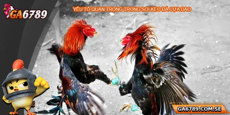 Bí Quyết Soi Kèo Đá Gà Cựa Dao Chuẩn Xác Tại Ga6789 2 Yếu tố quan trọng khi soi kèo đá gà cựa dao